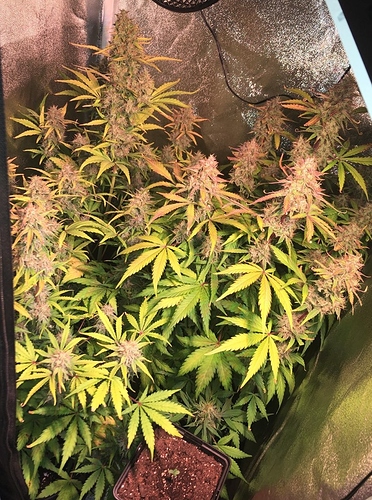 Growreport Bild 7