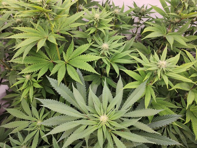 Growreport Bild 3