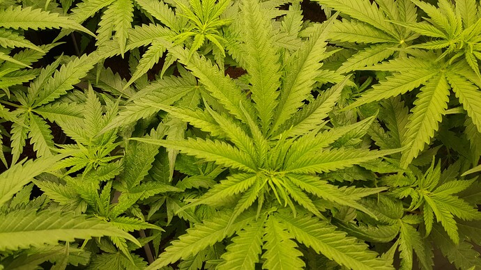 Growreport Bild 1