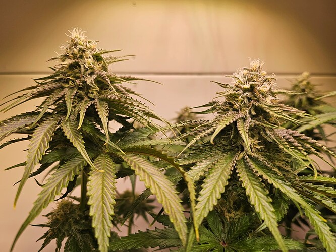 Growreport Bild 15