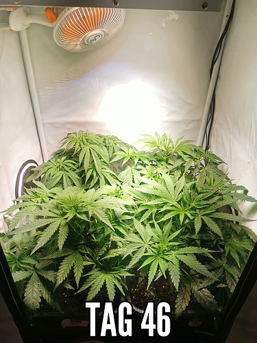 Growreport Bild 3