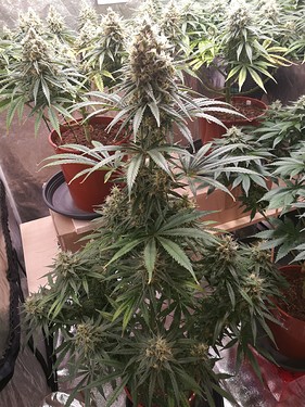 Growreport Bild 17