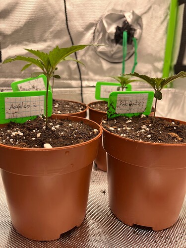 Growreport Bild 5
