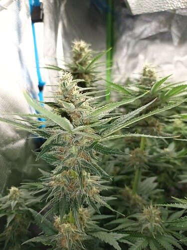 Growreport Bild 6