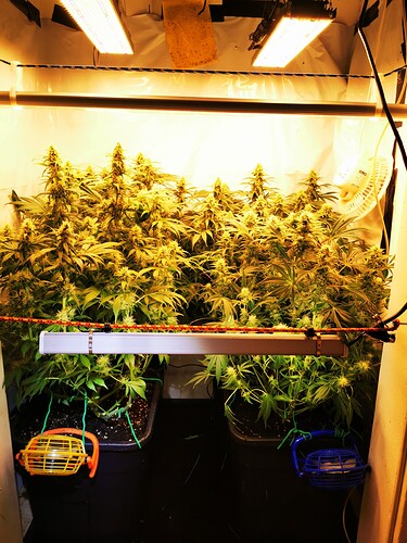 Growreport Bild 7