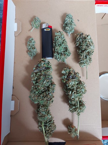 Growreport Bild 2
