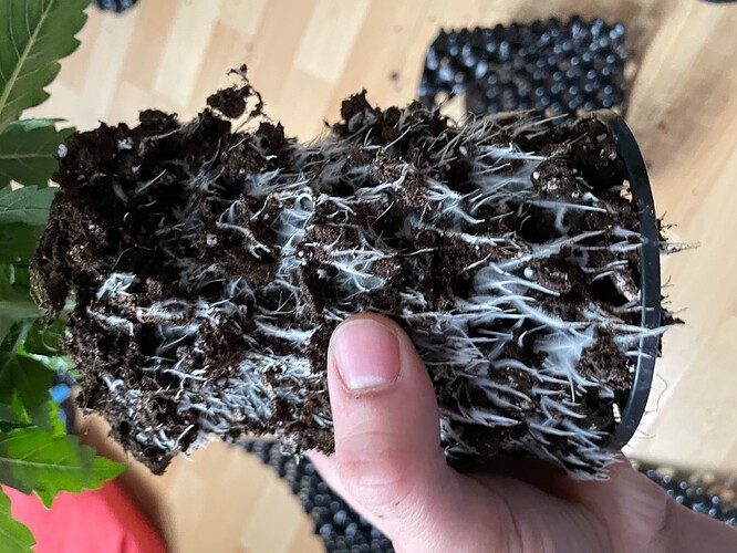 Growreport Bild 18