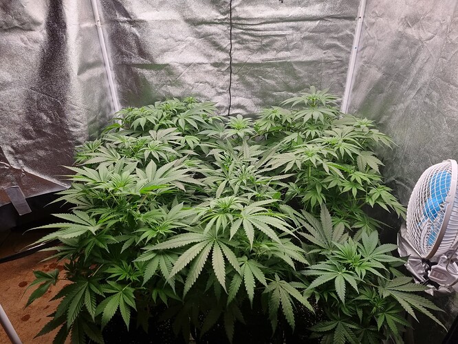 Growreport Bild 5