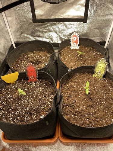 Growreport Bild 4
