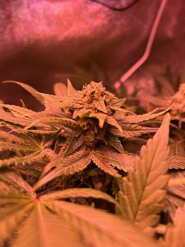 Growreport Bild 9