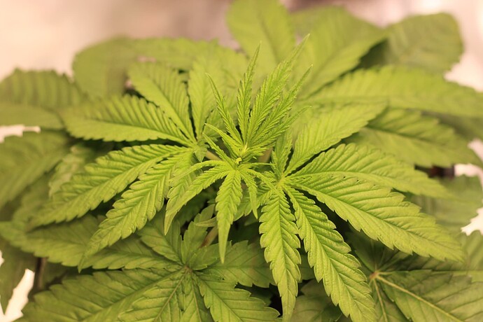 Growreport Bild 5
