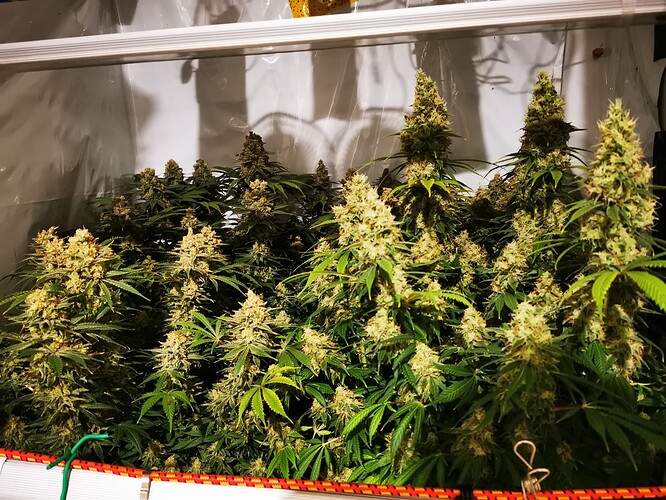 Growreport Bild 4