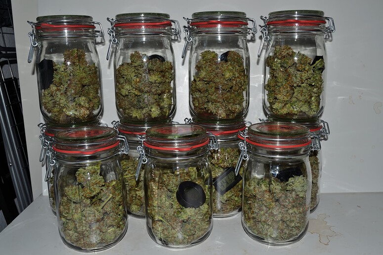 Mexican Sativa & Sour Diesel