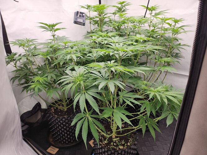 Growreport Bild 3