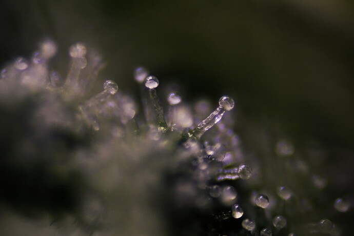 CMM BT17_MG_2093-finished