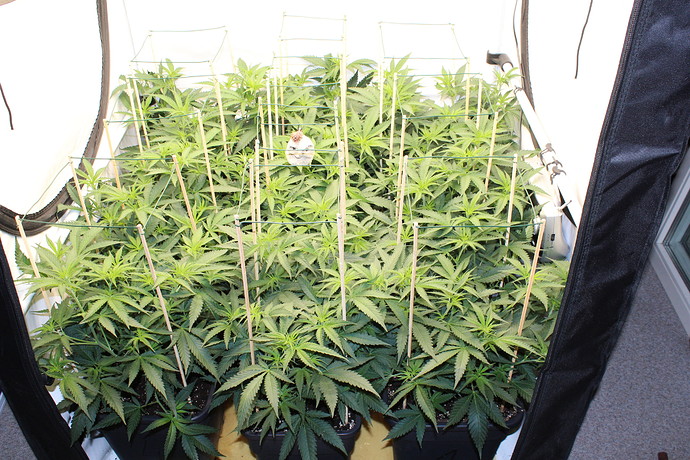 Growreport Bild 17