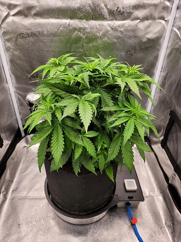 Growreport Bild 3