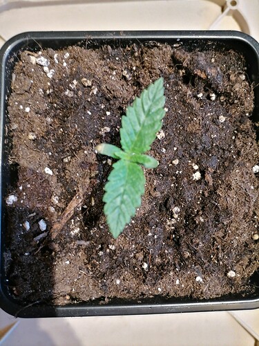 Growreport Bild 15