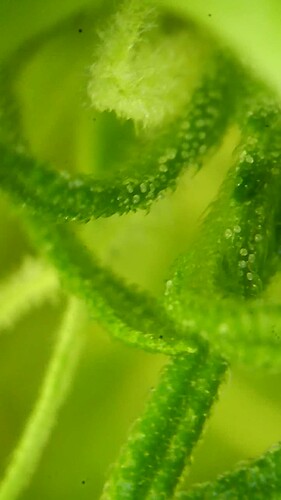 Growreport Bild 27