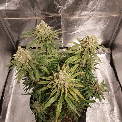Growreport Bild 11