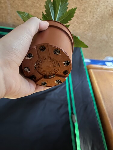 Growreport Bild 4