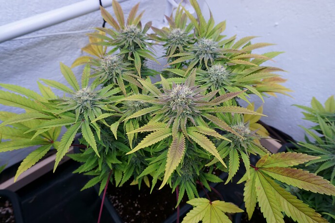 NorthernLights