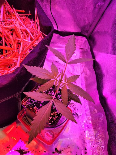 Growreport Bild 2