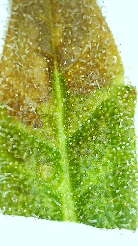 Growreport Bild 11