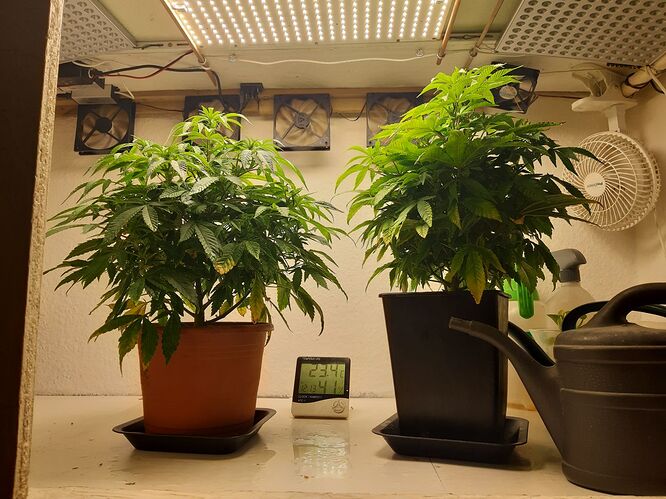 Growreport Bild 1