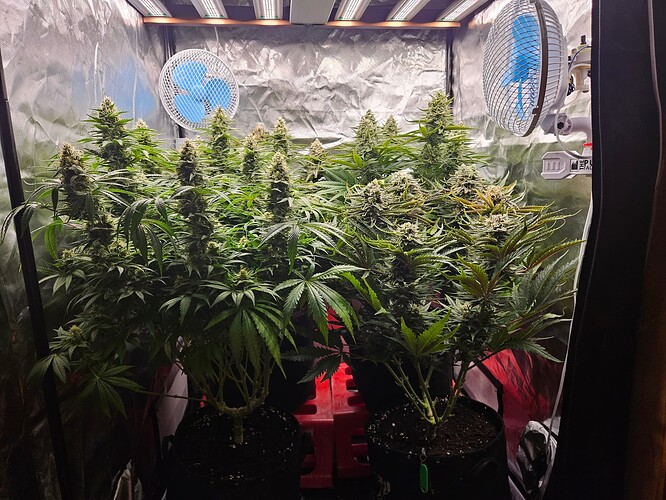 Growreport Bild 45