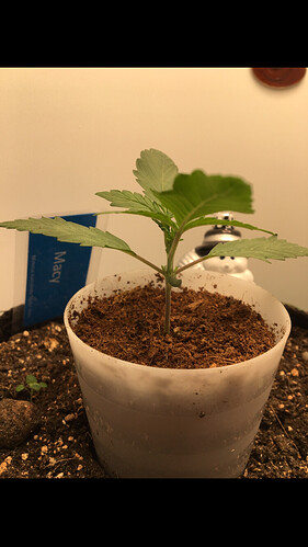 Growreport Bild 8