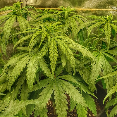 Growreport Bild 9