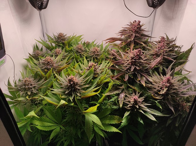 Growreport Bild 1