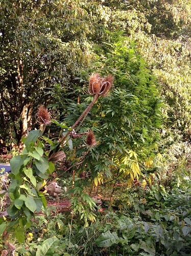 Growreport Bild 15