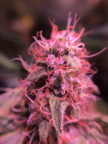 Growreport Bild 39