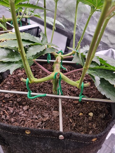 Growreport Bild 25