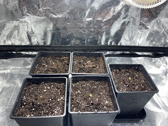 Growreport Bild 8