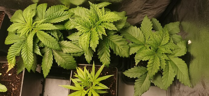 Growreport Bild 1