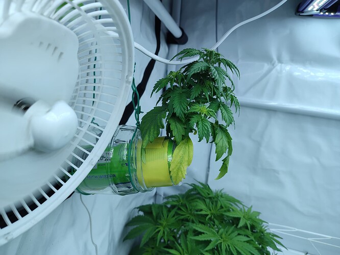 Growreport Bild 34