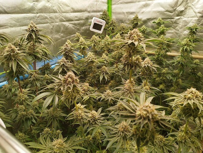 Growreport Bild 1