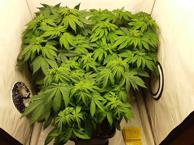 Growreport Bild 4