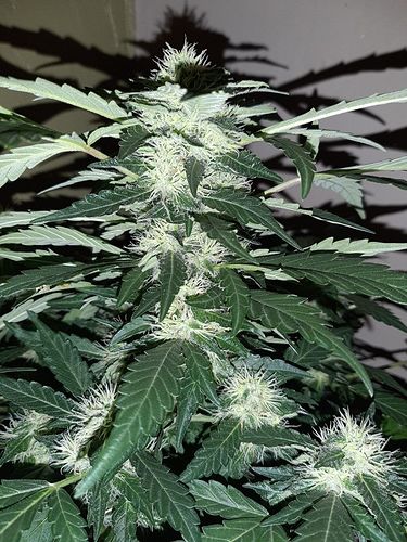 Growreport Bild 3