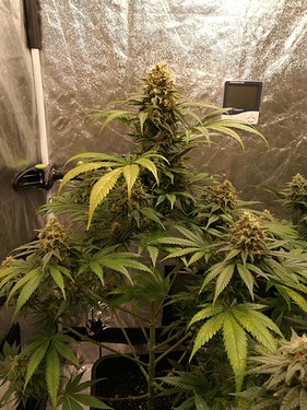 Growreport Bild 4