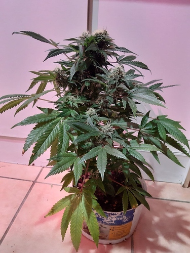 Growreport Bild 5