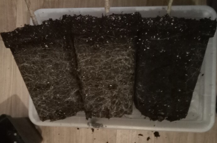 Growreport Bild 35
