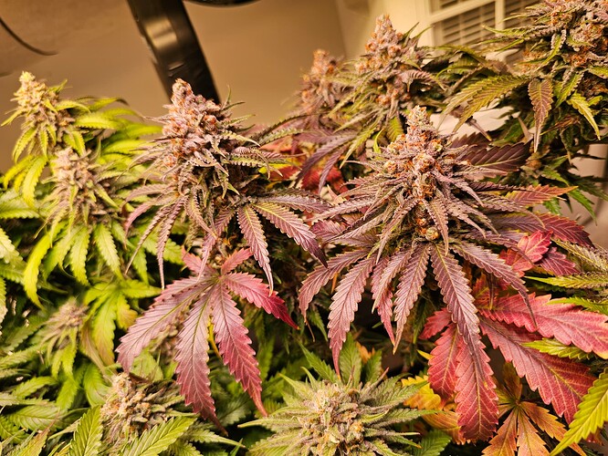 Growreport Bild 26