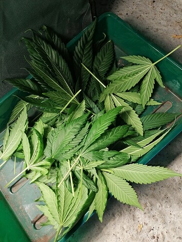 Growreport Bild 5