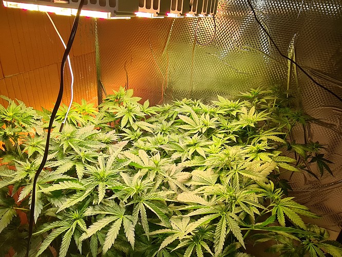 Mehrere junge Cannabispflanzen wachsen unter einer LED-Wachstumslampe in einer Growbox. Die Pflanzen sind dicht und grün, mit vielen Blättern.