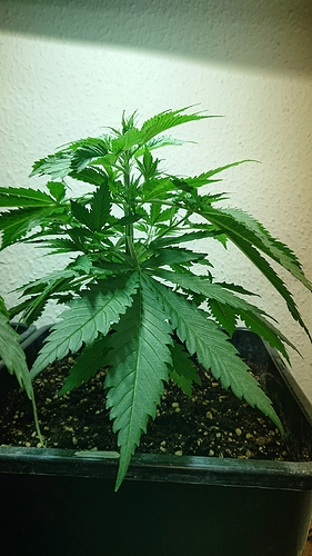 Growreport Bild 7