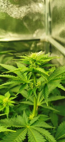Growreport Bild 5